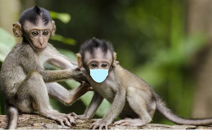 جدري القرود يخرج عن السيطرة..فهل سترفع منظمة الصحة العالمية مستوى التأهب ؟!  - شبكة بلجيكا 24 الإخبارية